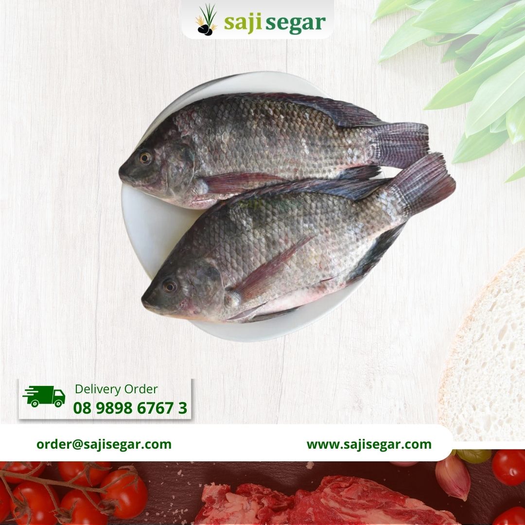 Ikan Mujair Nila Bersih